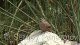 Video of Rock Bunting - Rock Bunting near to the river for water
